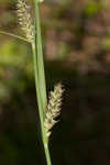 Buxbaum's sedge